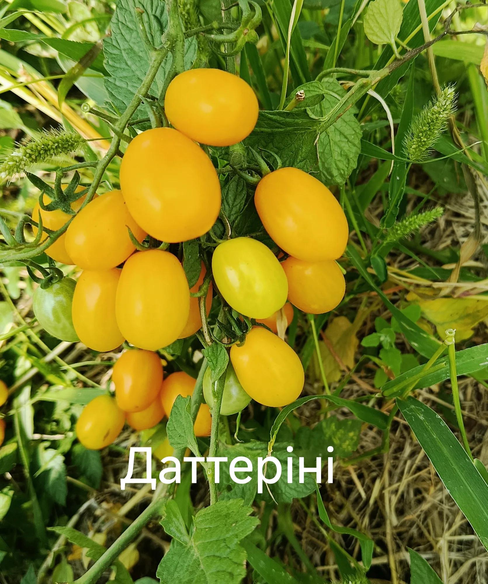 Даттеріні