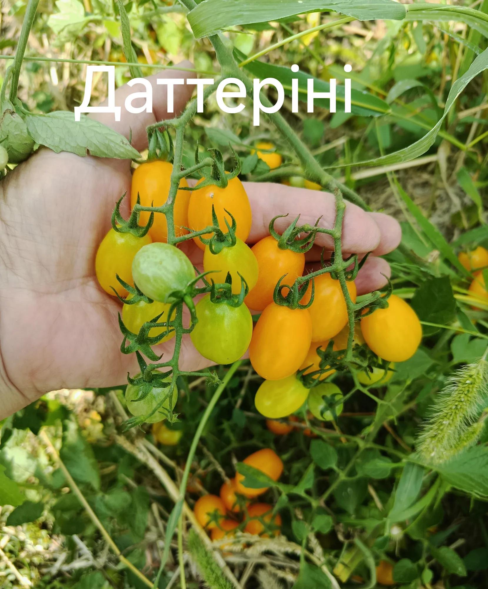 Мініатюра 2
