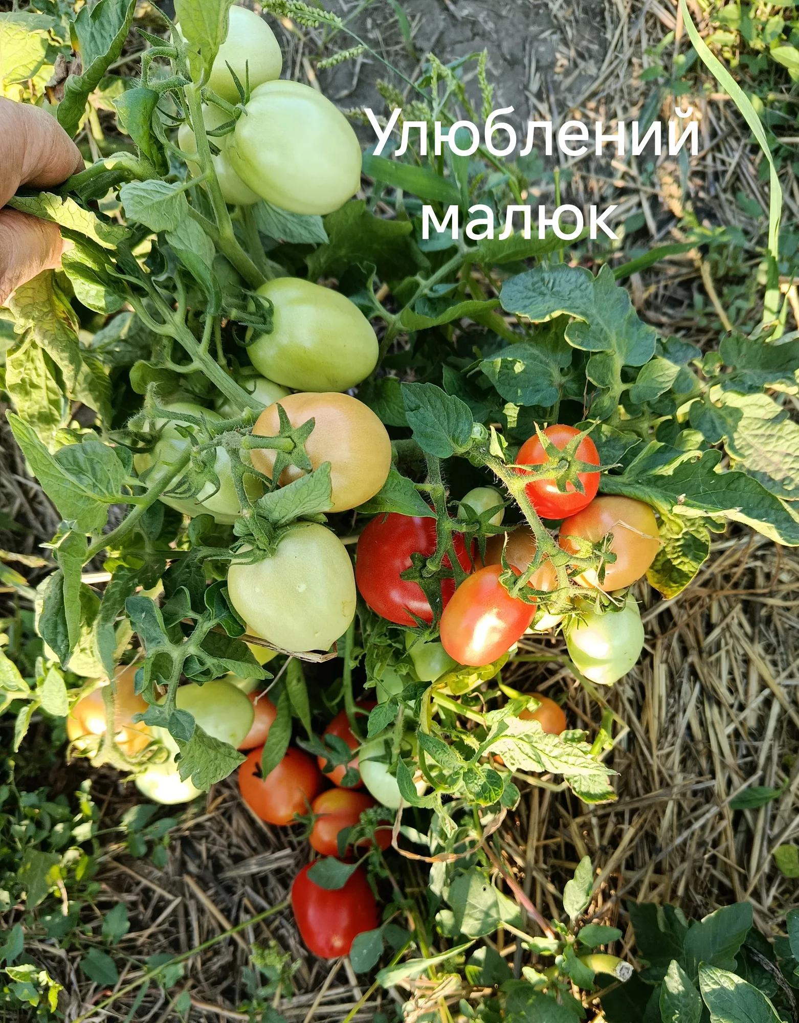 Мініатюра 4
