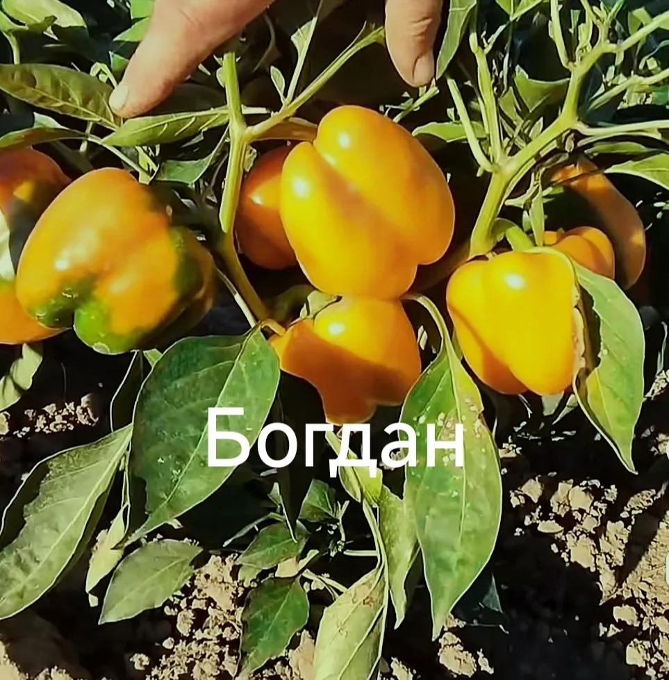 Мініатюра 2