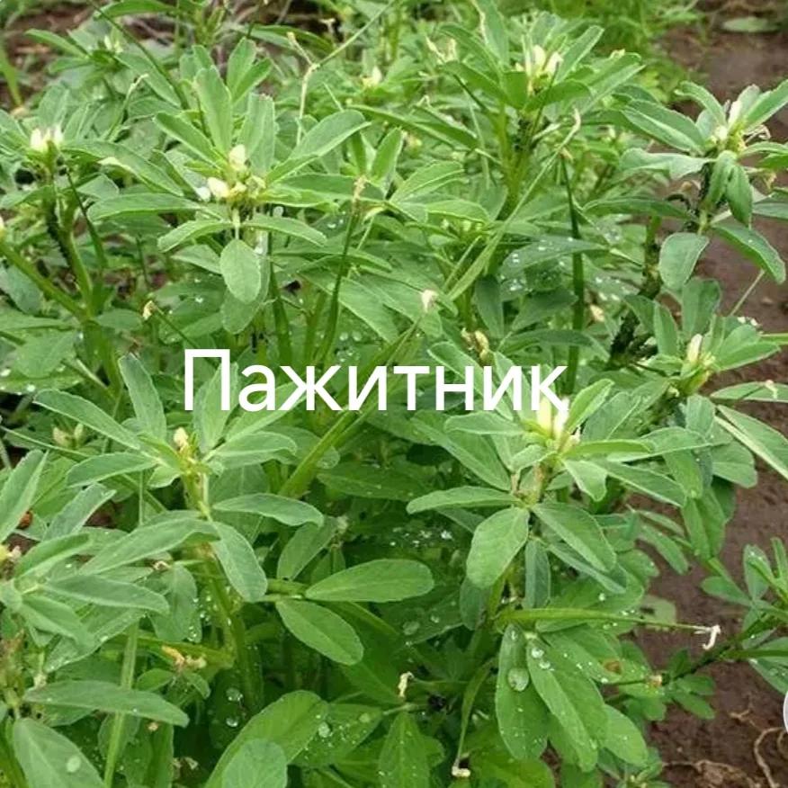 Пажитник( грибна трава)
