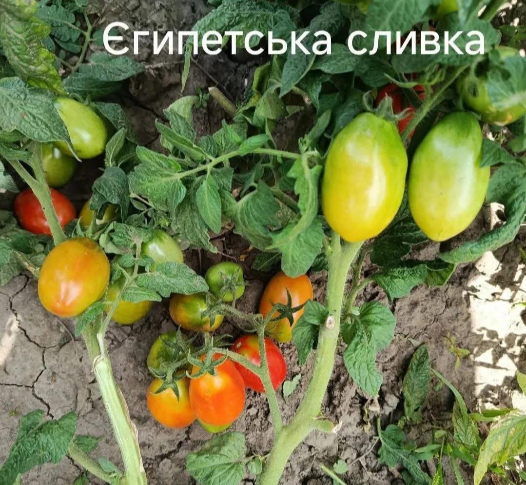 Єгипетська сливка