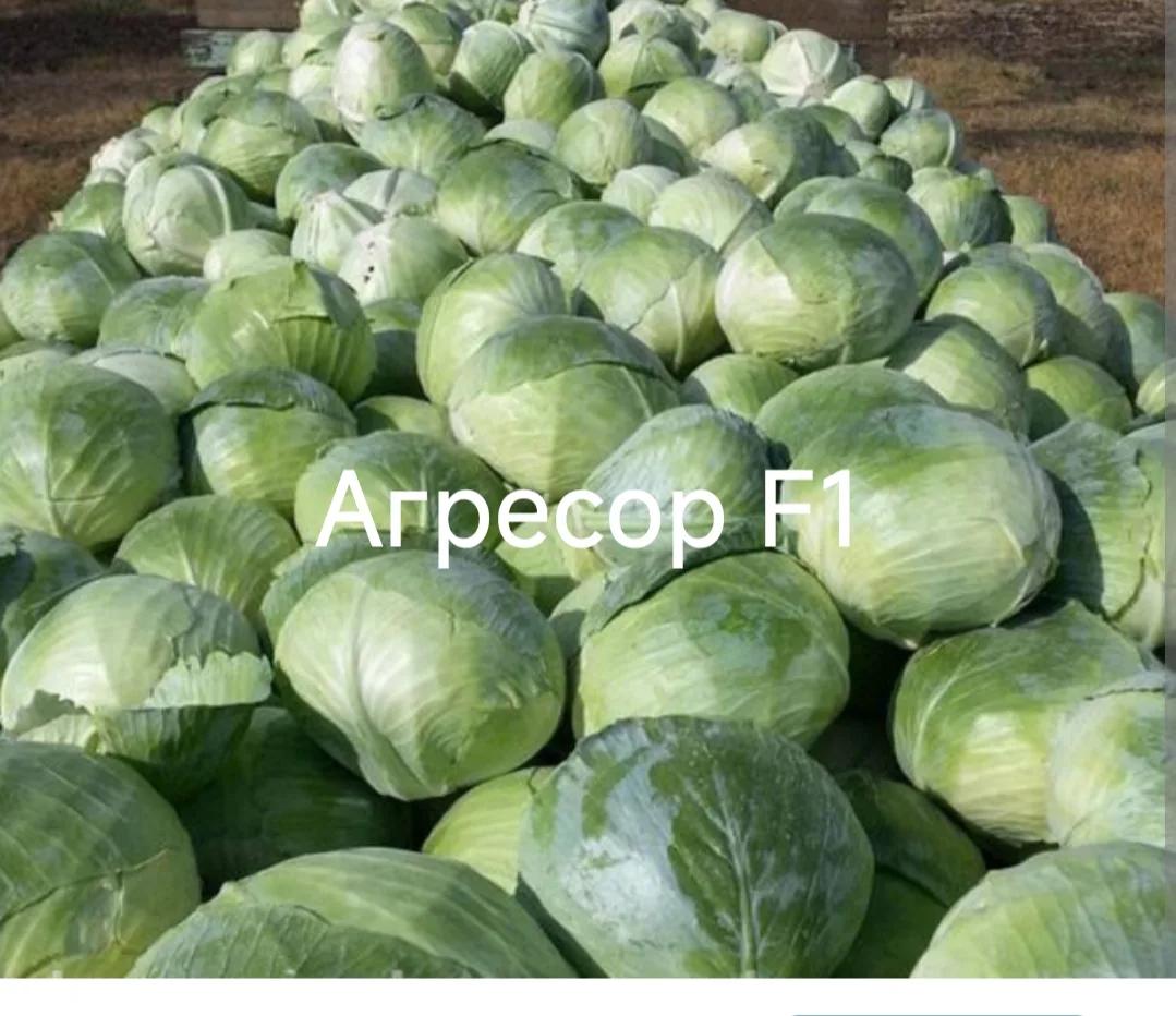 Агресор F1