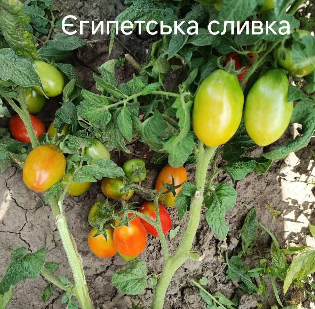 Мініатюра 2
