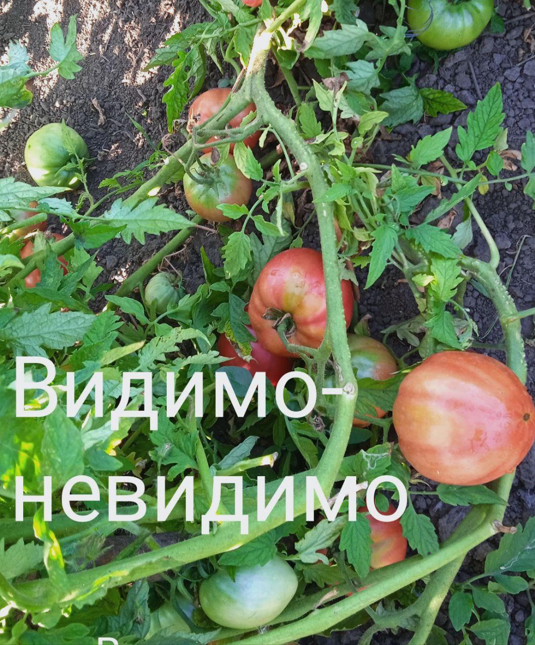 Видимо-невидимо